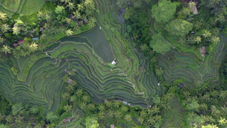 Aerial-view-of-textures-of-green-rice-fields-in-Bali,-Indonesia