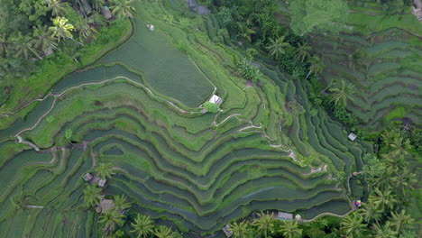 Vista-Aérea-De-Las-Texturas-De-Los-Campos-De-Arroz-Verde-En-La-Ubicación-Selvática-De-Bali,-Indonesia