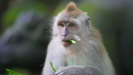 Tight-shot-of-monkey-chewing-food
