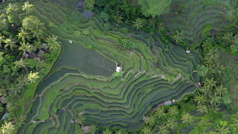 Aerial-view-of-textures-of-green-rice-fields-in-tropical-country