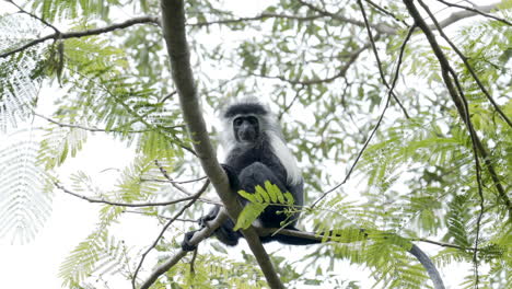 Colobus-Affe-Saß-Auf-Einem-Baum