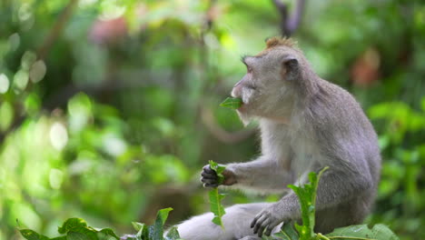 Monkey-in-green-forest-eating-food