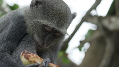 Close-up-of-Sykes-Monkey-eating-coconut