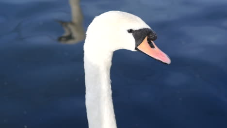 Slow-motion-close-up-shot-of-white-swan-animal-on-water-in-Manchester-lake-England-UK-1920x1080-HD