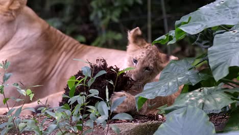 Little-Lion-Cub-Grab-And-Biting-Plant-Roots-Next-To-A-Lioness-At-Forest