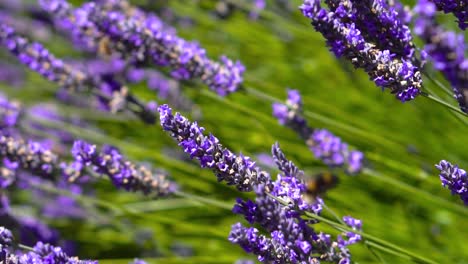 Bumble-bee-flying-and-landing-on-lavender