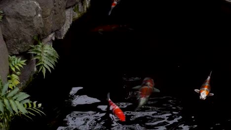 Timelapse-of-coy-fish-swimming-in-pond-with-reflections-Tokyo-Japan-1920x1080-HD