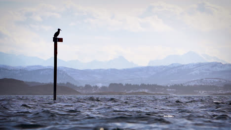 Cormorant-on-a-pole-in-front-of-a-stunning-view