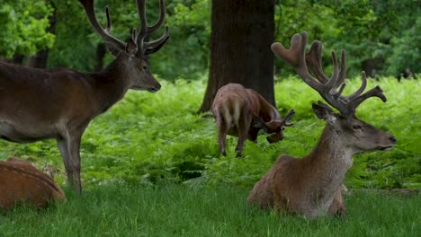 Deer-stag-with-big-antlers-in-Forest-in-Richmond-Park-Nature-Reserve-London-England-UK-3840x2160-4K