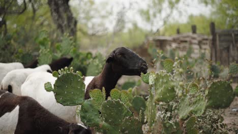 Goats-eating-prickly-pear-cactus-in-northern-Mexico,-medium-shot-1