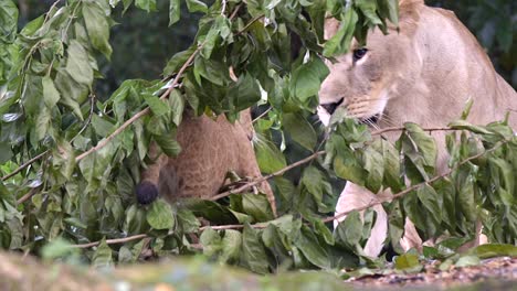 Lioness-Sitting-Behind-Dry-Leaves-Surprisingly-Attack-By-Her-Playful-Cub