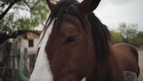 A-horse-looking-straight-at-the-camera-in-northern-Mexico,-extreme-close-up