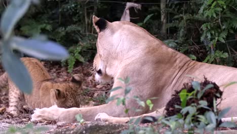 Das-Kleine-Löwenjunge-Spielt-Tagsüber-In-Der-Wilden-Natur-In-Der-Nähe-Einer-Ausgeruhten-Löwin