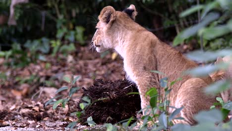 Lion-Cub-Playing-Plant-Beside-Her-Mother-In-Wilderness