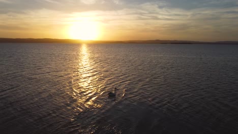 Pelikanschwimmen-Im-See-Mit-Hellem-Sonnenuntergang-Am-Nachmittag-In-Den-Tuggerah-Seen-Der-Eingang-Nsw-Zentrale-Küste-Australien-3840x2160-4k