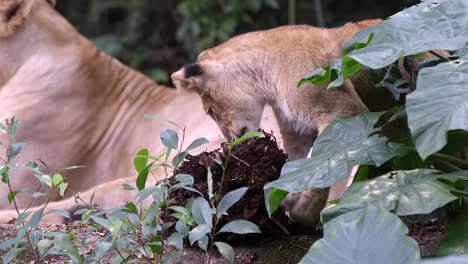 Lion-Cub-Is-Playing-Vein-Of-Plant-Beside-Lying-Lioness-At-Zoo-Park