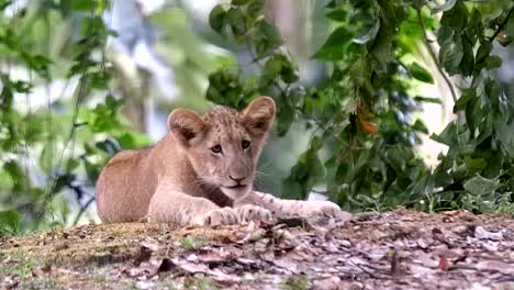 Panthera-Leo---Löwenjunges,-Das-Seine-Pfote-Leckt,-Während-Es-Auf-Dem-Boden-Liegt-Und-Sich-Schläfrig-Fühlt