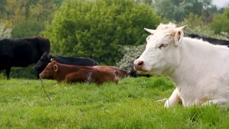 White-animal-cow-resting-sitting-in-grass-on-paddock-on-English-Farm-UK-3840x2160-4K