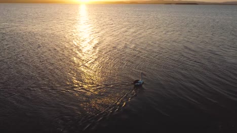 Pelikan,-Der-Im-See-Schwimmt,-Mit-Reflektierender-Nachmittagssonnenuntergang-Drohne,-Aufgenommen-In-Tuggerah-Seen,-Langer-Anlegestelle,-Zentrale-Küste,-NSW,-Australien-3840x2160-4k