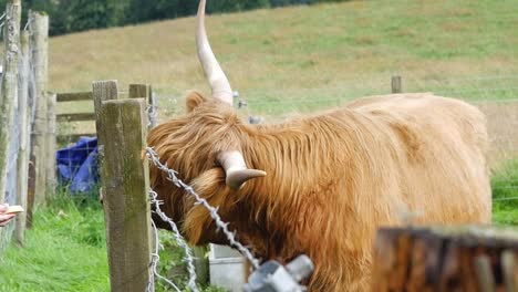 Slow-motion-shot-of-rustic-highland-cattle-cow-being-feed-through-barbed-wire-fence-on-Scottish-farm-Edinburgh-Scotland-UK-1920x1080-HD