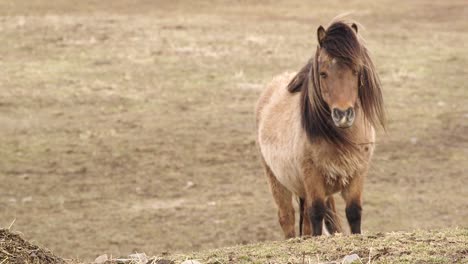 A-Brown-Miniature-horse-with-brown-hair-stands-in-light-breeze-gently-blowing-long-hair-on-an-Upstate-New-York-farm