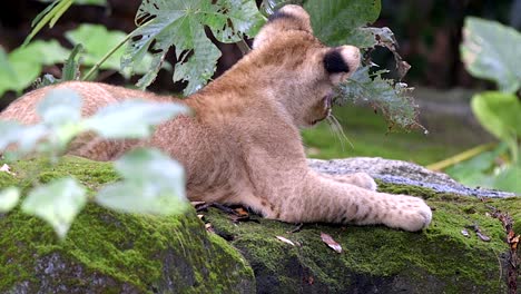 Cub-Lying-On-Top-Of-Mossy-Rock-While-Biting-Foliage-At-The-Zoo