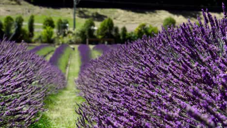 Long-rows-of-lavender-plants-with-bumble-bees-flying