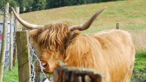 Still-shot-of-rustic-highland-cattle-cow-standing-by-barbed-wire-fence-in-Scottish-Highlands-Edinburgh-Scotland-UK-1920x1080-HD