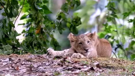 Simba-Lion-Cub-At-Singapore-Zoo---Lion-Cub-Lying-On-Forest-Ground-With-Sleepy-Face