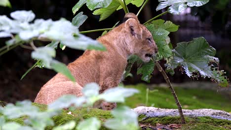 Löwenjunges-Sitzt-Auf-Felsen-Und-Beißt-Nasse-Blätter-Im-Zoo-Von-Singapur