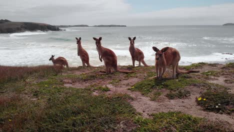 Aerial-drone-view-of-a-pack-of-Red-Kangaroo,-in-cloudy-Australia---Osphranter-rufus