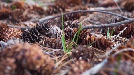 Pile-of-pine-cones-on-forest-floor