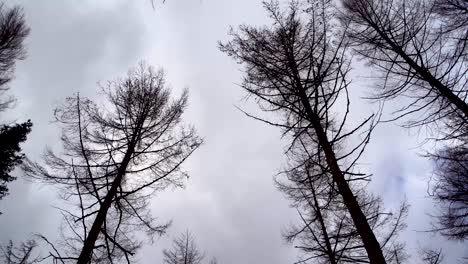 4K-tall-fir-trees,-blowing-in-the-wind-beneath-an-overcast-sky