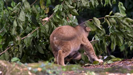 Lion-Cub-Ambush-Adult-Lioness-Lying-Behind-Leaves-On-Tree-At-Singapore-Zoo