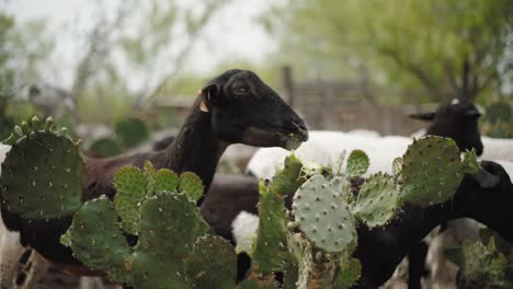 Herd-of-goats-eating-prickly-pear-cactus-in-Mexico,-medium-shot