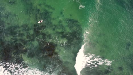 Drone-birds-eye-shot-of-longboard-out-surfing-on-Malibu-at-Central-Coast-beach-Blue-Bay-Australia-3840x2160-4K