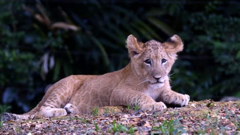 Lion-Cub-Laying-On-Ground-While-Looking-Around-In-Habitat