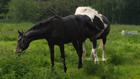 Zwei-Pferde-Grasen-Auf-Einer-üppigen-Koppel-Auf-Dem-Land-Der-Englischen-Farm-Großbritannien-Großbritannien-England-3840x2160-4k