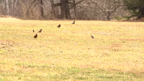 A-group-of-Robins-forage-in-the-spring-as-a-late-snow-hits-upstate-New-York