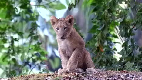 Lion-Cub-Sitting-On-Forest-Ground-While-Looking-In-The-Distance