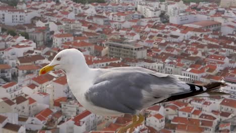 Slow-motion-shot-of-seagull-on-wall-cliff-edge-Nazaré-Oeste-region-gondola-over-houses-in-town-Portugal-Europe-1920x1080-HD