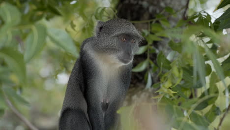 Sykes-Affe,-Der-Neugierig-Von-Einem-Baum-Aus-Beobachtet