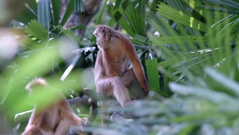 East-Javan-Langur---Coupe-Of-Ebony-Lutung-Monkey-Sitting-And-Resting-In-Its-Habitat