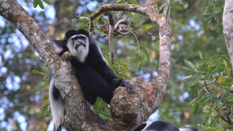 Vorderansicht-Eines-Schwarz-weißen-Colobus-Affen,-Der-Auf-Einem-Baum-Im-Wald-Ruht