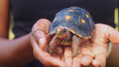 Leichte-Kameraumlaufbahn-Der-Rotfußschildkröte-In-Weiblichen-Afroamerikanischen-Händen