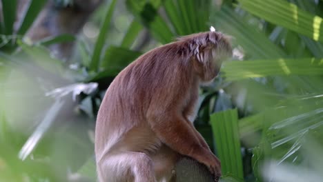 Java-Langur-Sitzend,-Während-Er-Mit-Grüner-Vegetation-Im-Zoo-Nach-Unten-Schaut