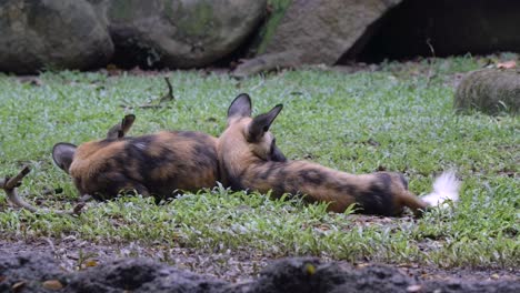Rückansicht-Von-Zwei-Afrikanischen-Wildhunden,-Die-Auf-Dem-Gras-Schlafen