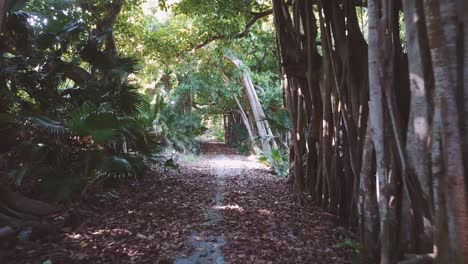 Bermuda-gimbal-shot-down-a-jungle-path-with-trees-and-palm-fronds