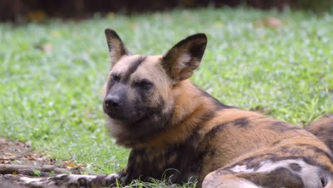Afrikanischer-Wildhund,-Der-Im-Boden-Liegt,-Während-Er-Sich-Umschaut