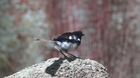 Oriental-Magpie-Robin-Perched-On-A-Rock-Preening-Itself